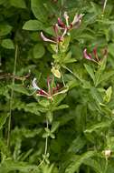 Image of honeysuckle