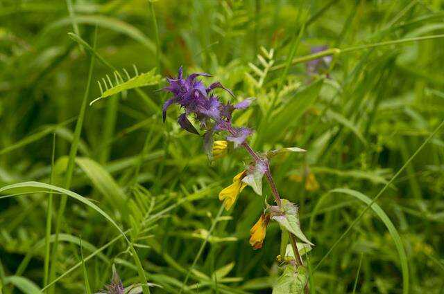 Слика од Melampyrum nemorosum L.