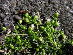 Image of pearlwort