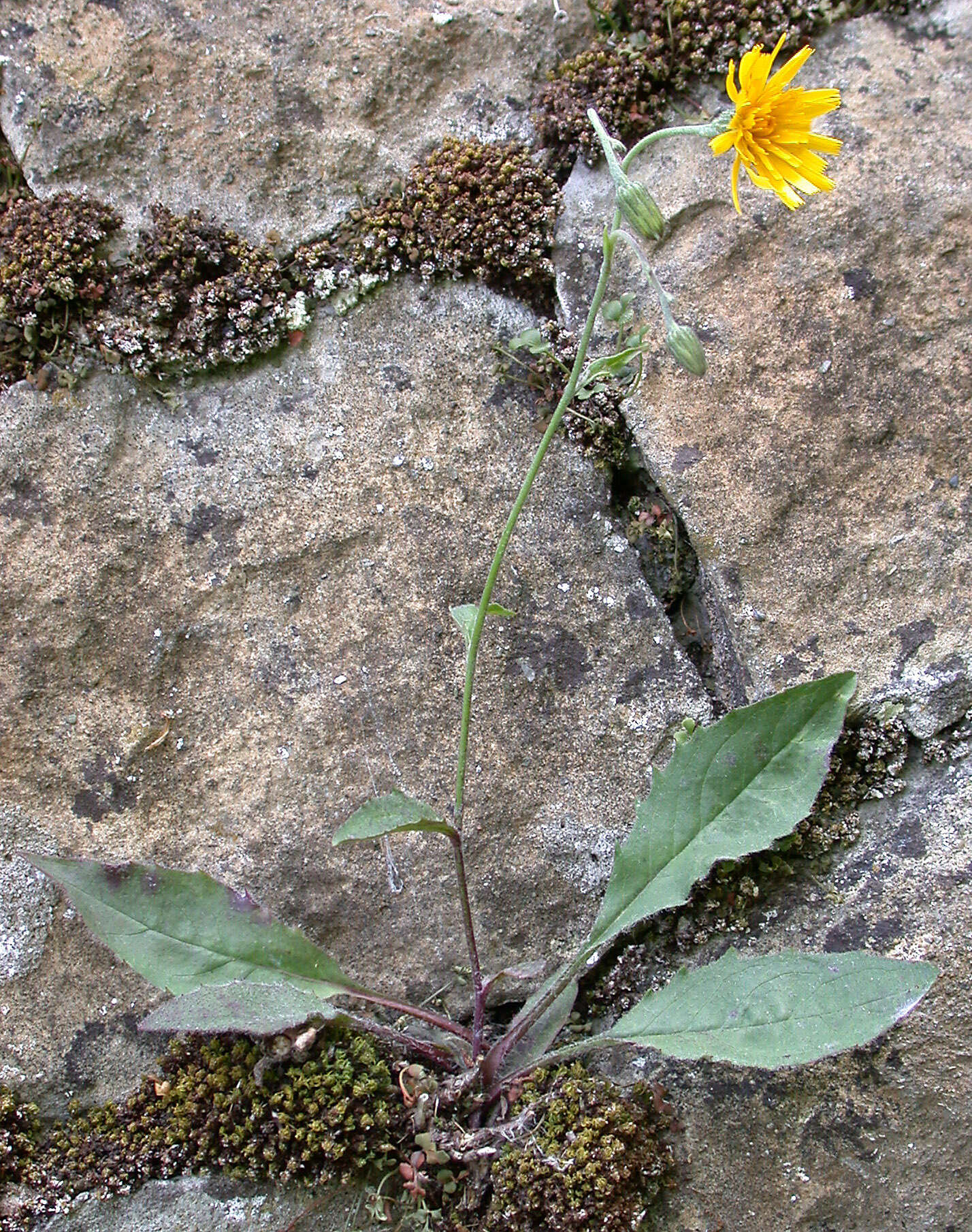 Image of Hieracium lepidulum (Stenstr.) Dahlst.