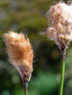 Image of Chamisso's Cotton-Grass