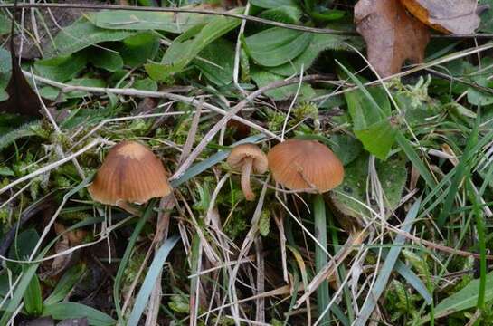 Image de Galerina cephalotricha Kühner 1973