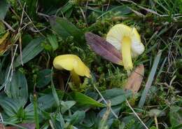 Hygrocybe resmi