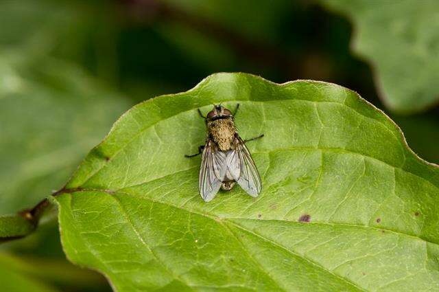 Image of blow flies