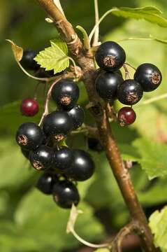 Image of currant