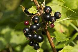 Image of currant