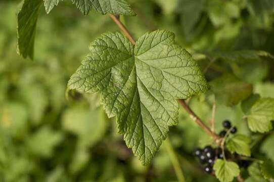 Image of currant