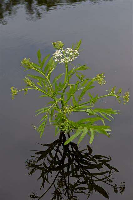 Image of waterparsnip