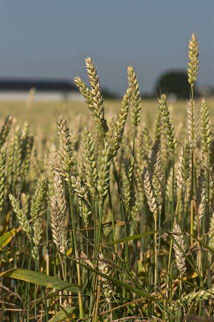 Image of wheat