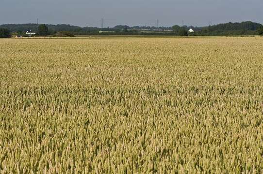 Image of wheat