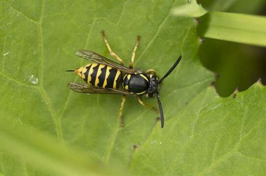 Image of Yellowjackets