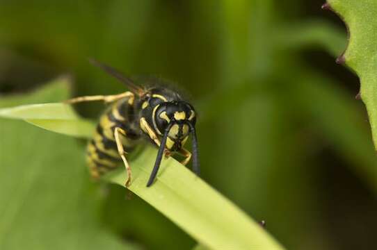 Image of Yellowjackets