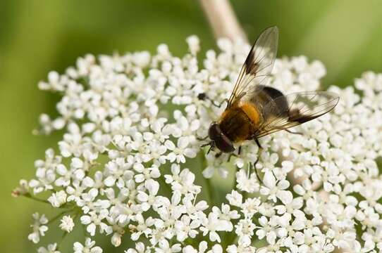 Image of Leucozona inopinata Doczkal 2000