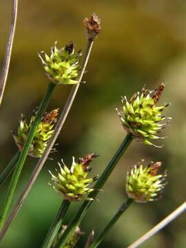 Carex capitata Sol. resmi