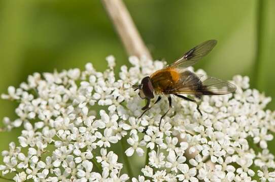 Image of Leucozona inopinata Doczkal 2000