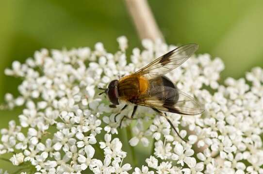 Image of Leucozona inopinata Doczkal 2000