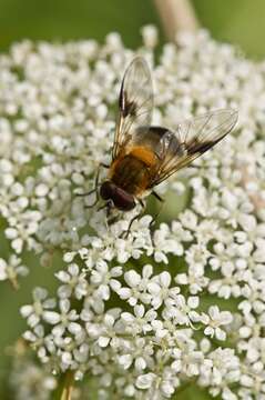 Image of Leucozona inopinata Doczkal 2000