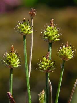 Carex capitata Sol. resmi