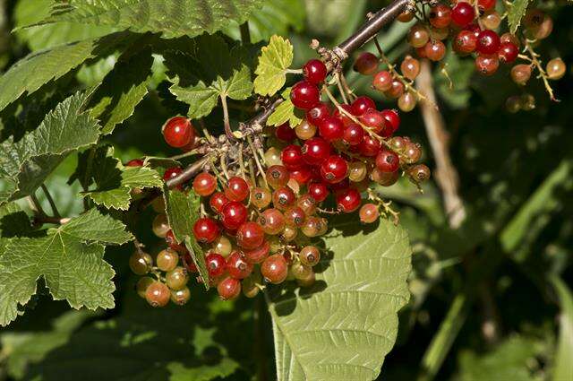 Image of currant