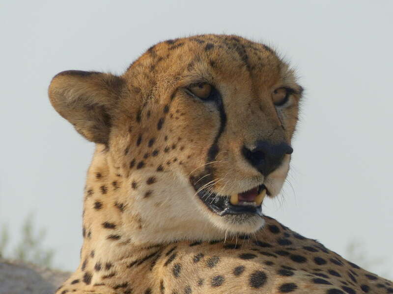 Image of Sudan cheetah