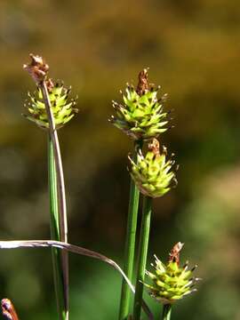 Carex capitata Sol. resmi