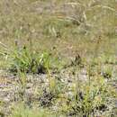 Image of bog hair grass