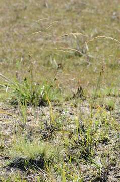 Image of hairgrass