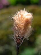 Image of Chamisso's Cotton-Grass