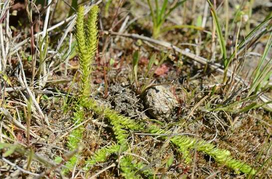 Image of clubmoss