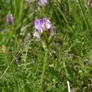 Image of Astragalus danicus Retz.