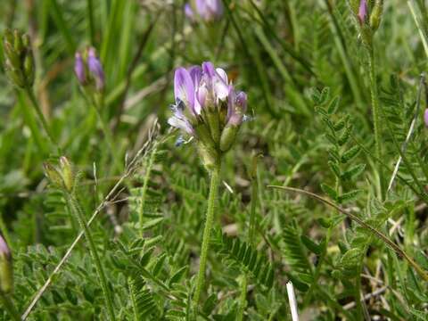 Image of Astragalus danicus Retz.