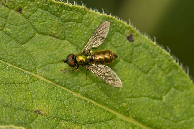 Image of Chloromyia