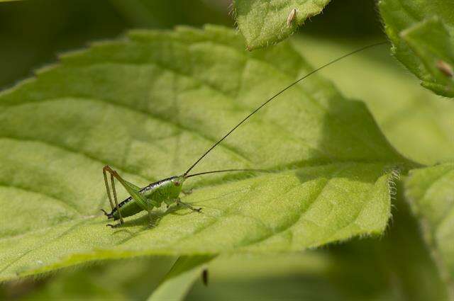 Conocephalus resmi