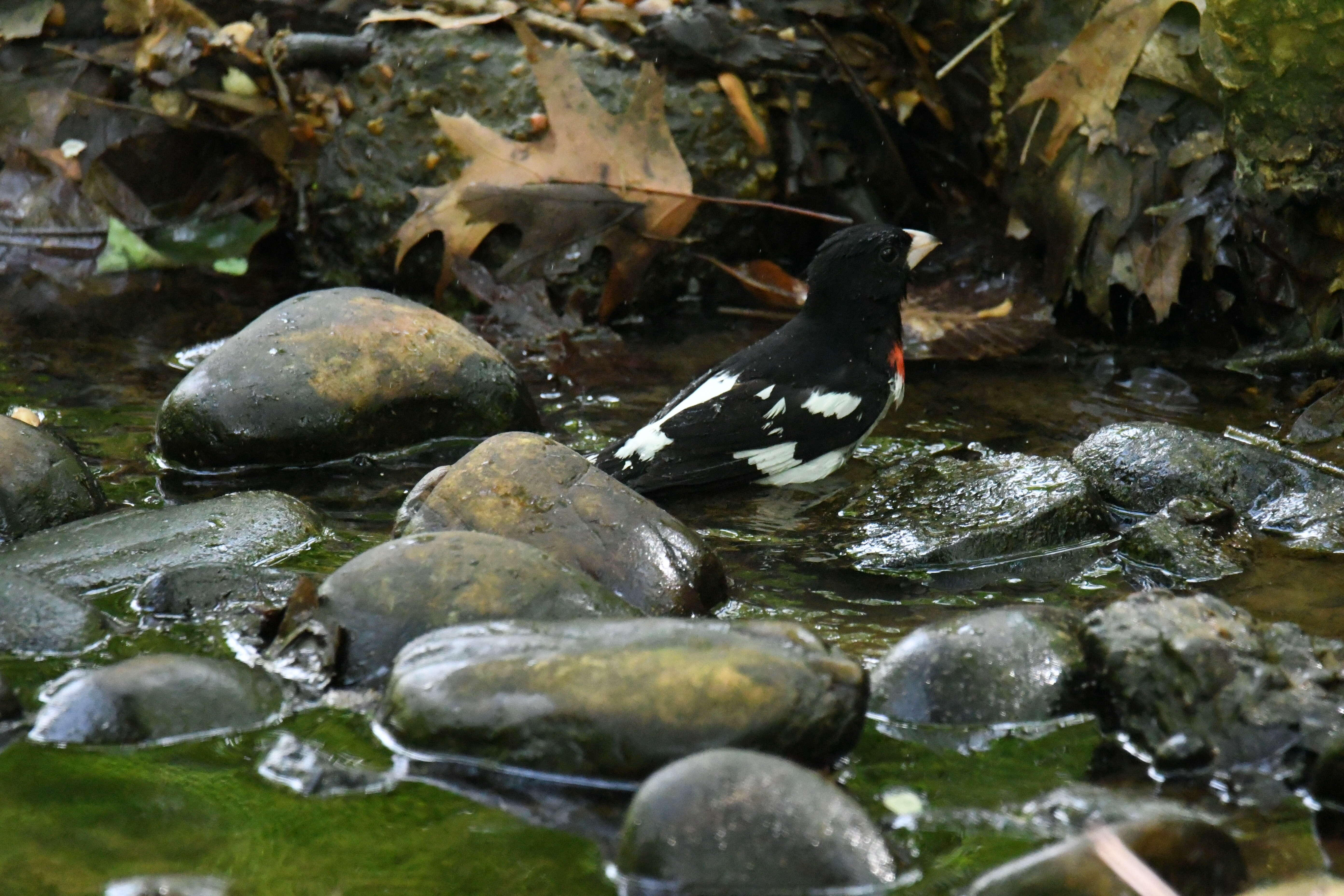 Image of Rose-breasted Grosbeak