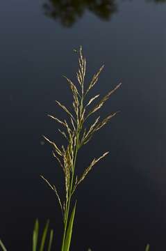 Image of Manna Grass