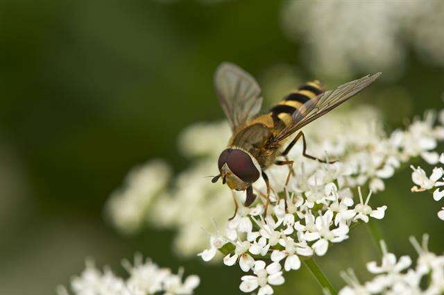 Image de Syrphus