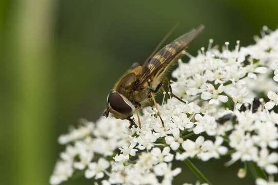 Image of Syrphus