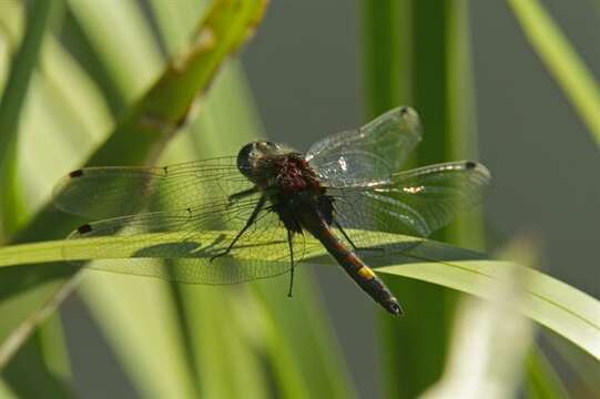 Слика од Leucorrhinia Brittinger 1850