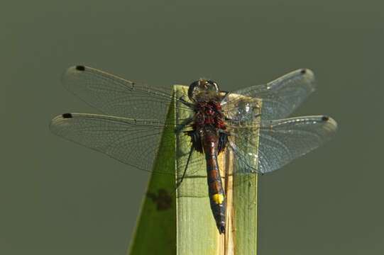 Image of Leucorrhinia Brittinger 1850