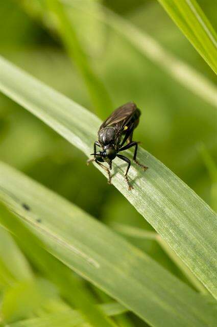 Image of Dioctria atricapilla Meigen 1804