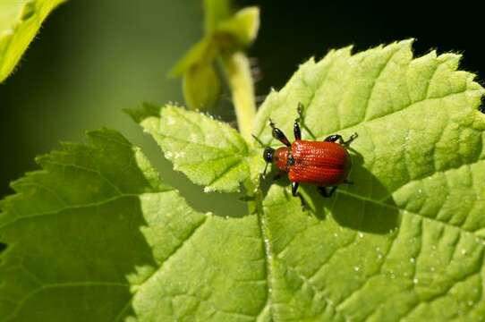 Image of Apoderus