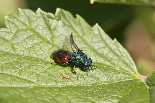 Image of sapygid wasps