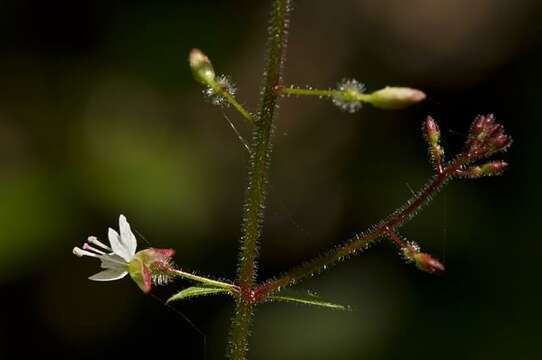 Plancia ëd Circaea