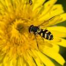 صورة Dasysyrphus albostriatus (Fallen 1817)