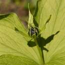 Image of herb Paris