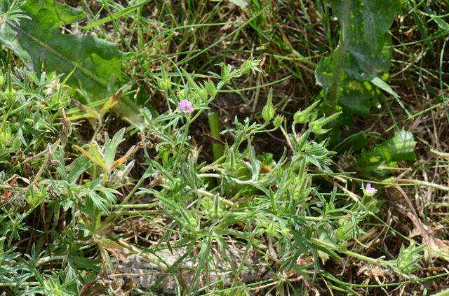 Plancia ëd Geranium