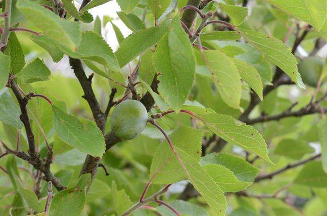 Image of European plum