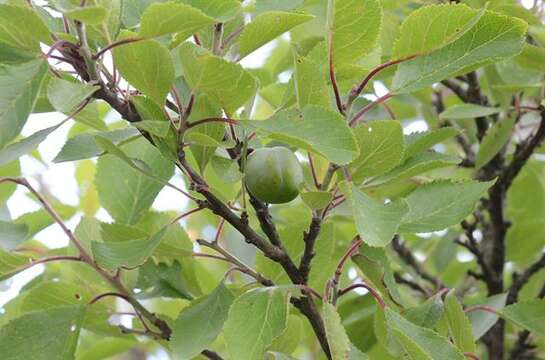 Plancia ëd Prunus domestica L.