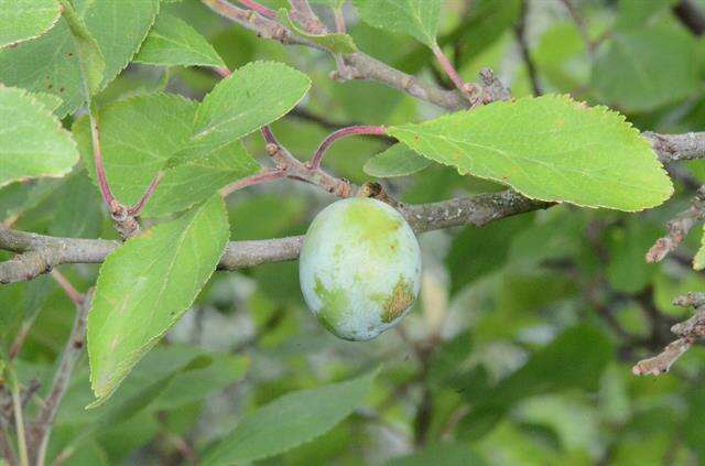 Image of European plum