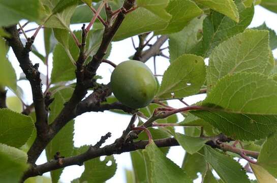 Plancia ëd Prunus domestica L.